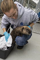 Sea Otter (Enhydra lutris) caretaker, Deanna Troeauga, drying rescued three month old orphaned pup, Alaska SeaLife Center, Seward, Alaska