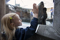 Sea Otter (Enhydra lutris) interacting with child, Seattle Aquarium, Seattle, Washington