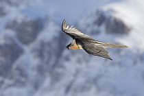 Bearded Vulture (Gypaetus barbatus) flying, Valais, Switzerland