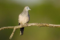 Peaceful Dove (Geopelia placida), New South Wales, Australia