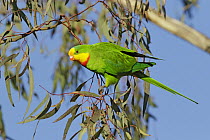 Superb Parrot (Polytelis swainsonii) male, Australian Capital Territory, Australia