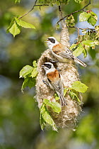 Eurasian Penduline-Tit (Remiz pendulinus) pair calling at nest, Saxony-Anhalt, Germany