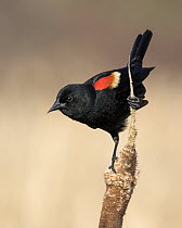 Red-winged Blackbird (Agelaius phoeniceus) male displaying in marsh, Saskatchewan, Canada