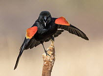 Red-winged Blackbird (Agelaius phoeniceus) male displaying in marsh, Saskatchewan, Canada