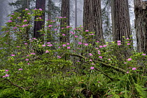 Pacific Rhododendron (Rhododendron macrophyllum) flowering in Coast Redwood (Sequoia sempervirens) forest, Redwood National Park, California
