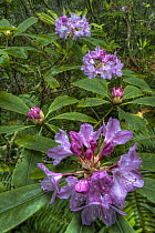 California Rhododendron (Rhododendron macrophyllum) flowering in Coast Redwood (Sequoia sempervirens) forest, Redwood National Park, California