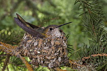 Broad-tailed Hummingbird (Selasphorus platycercus) on nest, Grand Teton National Park, Wyoming