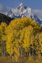 Cottonwood (Populus sp) trees in fall, Grand Tetons, Grand Teton National Park, Wyoming