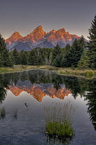 Mountains reflected in pond, Grand Tetons, Grand Teton National Park, Wyoming