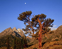 Old Patriarch and moon, Grand Teton National Park, Wyoming