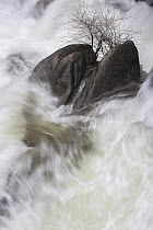 Water flowing around rock with plant, Cascade Creek, Yosemite National Park, California