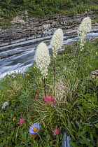 Bear Grass (Xerophyllum tenax) along stream, Glacier National Park, Montana