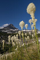 Bear Grass (Xerophyllum tenax), Mount Reynolds, Glacier National Park, Montana