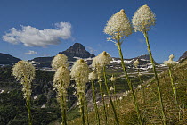 Bear Grass (Xerophyllum tenax), Mount Reynolds, Glacier National Park, Montana