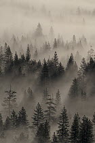 Coniferous trees at sunrise, Valley, Yosemite National Park, California