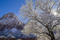 Cottonwood (Populus sp) covered with snow in winter, Zion National Park, Utah