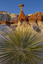 Yucca (Yucca sp) and toadstool rock formation, Grand Staircase-Escalante National Monument, Utah
