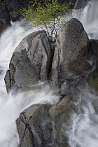 Rock in creek, Cascade Creek, Yosemite National Park, California