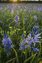 Small Camas (Camassia quamash) flowering in meadow, Yellowstone National Park, Wyoming