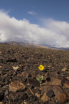 Desert Sunflower (Geraea canescens) in rocks, Death Valley National Park, California