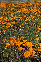 California Poppy (Eschscholzia californica) flowers, Goldfield (Lasthenia californica), and Purple Owl's Clover (Castilleja exserta) flowers, Antelope Valley, California