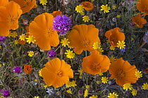 California Poppy (Eschscholzia californica), Goldfield (Lasthenia californica), and Purple Owl's Clover (Castilleja exserta) flowers, Antelope Valley, California