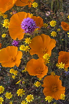 California Poppy (Eschscholzia californica), Goldfield (Lasthenia californica), and Purple Owl's Clover (Castilleja exserta) flowers, Antelope Valley, California