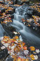 Autumn leaves along creek, Acadia National Park, Maine