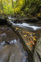 Small cascade, Kitchen Creek, Ricketts Glen State Park, Pennsylvania