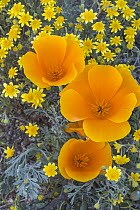 California Poppy (Eschscholzia californica) and Goldfield (Lasthenia californica) flowers, Antelope Valley, California