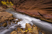 Virgin River, Zion National Park, Utah