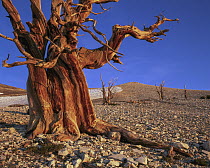 Rocky Mountains Bristlecone Pine (Pinus aristata) in spring, White Mountains, Inyo National Forest, California