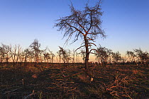 Burnt trees after fire, Strabrechtse Heide, North Brabant, Netherland