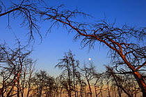 Burnt trees after fire with moon, Strabrechtse Heide, North Brabant, Netherland