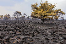 Burnt trees and heathland after fire, Netherland