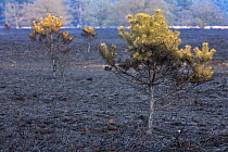 Burnt trees and heathland after fire, Netherland
