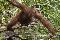 Orangutan (Pongo pygmaeus) sub-adult male foraging for aquatic vegetation, Tanjung Puting National Park, Borneo, Indonesia