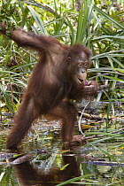 Orangutan (Pongo pygmaeus) sub-adult male feeding on aquatic vegetation, Tanjung Puting National Park, Borneo, Indonesia