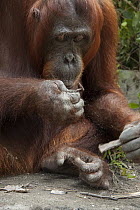 Orangutan (Pongo pygmaeus) female mimicking whittling behavior, Tanjung Puting National Park, Borneo, Indonesia. Sequence 1 of 2