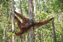 Orangutan (Pongo pygmaeus) sub-adult male, Tanjung Puting National Park, Borneo, Indonesia