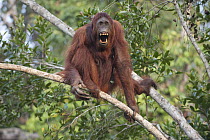 Orangutan (Pongo pygmaeus) female in threat display, Tanjung Puting National Park, Borneo, Indonesia