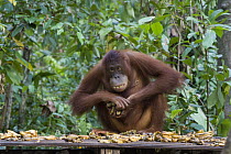 Orangutan (Pongo pygmaeus) sub-adult at feeding station, Tanjung Puting National Park, Borneo, Indonesia