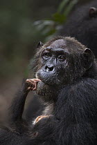 Eastern Chimpanzee (Pan troglodytes schweinfurthii) female, forty years old, holding her two month old granddaughter, Gombe National Park, Tanzania