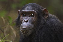 Eastern Chimpanzee (Pan troglodytes schweinfurthii) female, thirteen years old, Gombe National Park, Tanzania