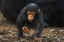 Eastern Chimpanzee (Pan troglodytes schweinfurthii) infant male, one year old, running, Gombe National Park, Tanzania
