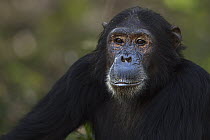 Eastern Chimpanzee (Pan troglodytes schweinfurthii) male, seventeen years old, Gombe National Park, Tanzania