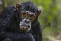 Eastern Chimpanzee (Pan troglodytes schweinfurthii) sub-adult male, fourteen years old, Gombe National Park, Tanzania
