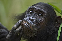 Eastern Chimpanzee (Pan troglodytes schweinfurthii) sub-adult female, thirteen years old, being groomed, Gombe National Park, Tanzania