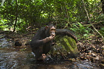 Eastern Chimpanzee (Pan troglodytes schweinfurthii) sub-adult female, thirteen years old, drinking water from stream using leaves as sponge tool, Gombe National Park, Tanzania