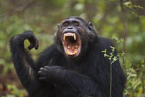 Eastern Chimpanzee (Pan troglodytes schweinfurthii) male, twenty-two years old, in aggressive display, Gombe National Park, Tanzania